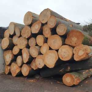 Buche – Stammholz – LKW-Ladung (20 – 80 RM)