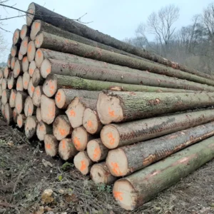 Fichtenstämme – 1 LKW-Ladung (50 Kubikmeter) – PEFC- und FSC-zertifiziert