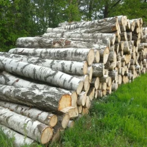 Birkenstämme – 1 LKW-Ladung (50 Kubikmeter) – PEFC- und FSC-zertifiziert