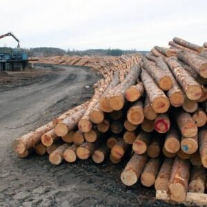 Kiefer – Stammholz – LKW-Ladung (25 – 100 RM)
