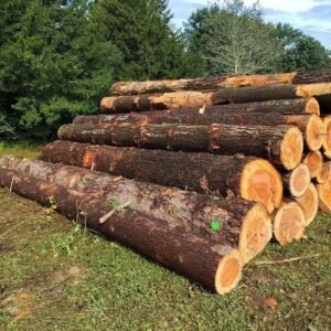Douglasie – Stammholz – LKW-Ladung (25 – 100 RM)